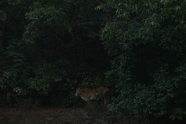 【レイトショー】＜パヤル・カパーリヤー短編トリロジー＞夏が語ること + アフタヌーン・クラウド + ラストマンゴー・ビフォア・モンスーン